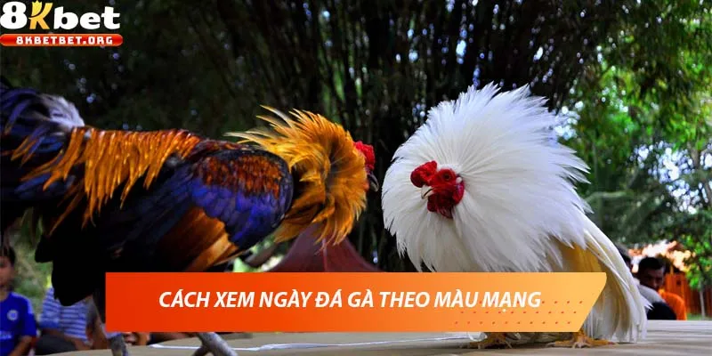 Cách xem ngày đá gà theo màu mạng