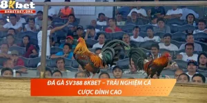 Đá gà SV388 8KBET – Trải nghiệm cá cược đỉnh cao