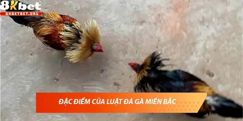 Đặc điểm của luật đá gà miền Bắc
