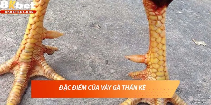 Đặc điểm của vảy gà thần kê