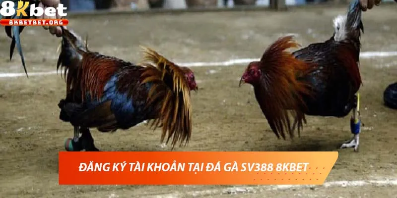 Đăng ký tài khoản tại đá gà SV388 8KBET