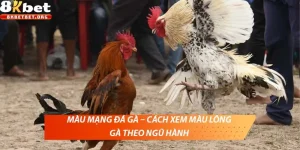 Màu mạng đá gà – Cách xem màu lông gà theo ngũ hành