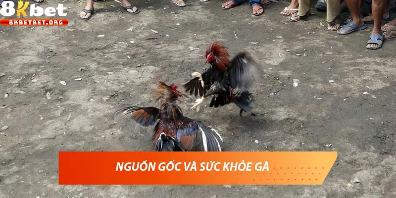 Nguồn gốc và sức khỏe gà