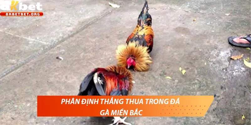Phân định thắng thua trong đá gà miền Bắc