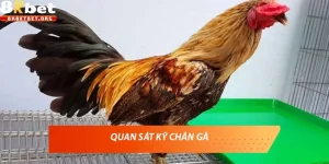 Vảy gà thần kê là gì? Cách nhận biết chiến kê hiếm có