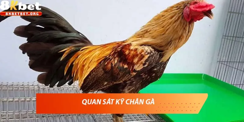 Vảy gà thần kê là gì? Cách nhận biết chiến kê hiếm có