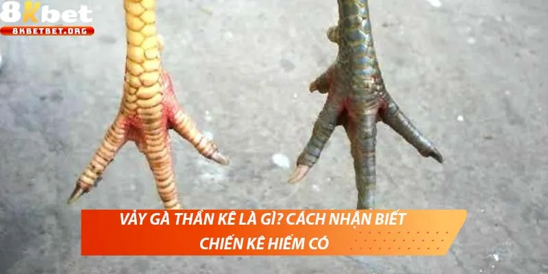 Quan sát kỹ chân gà